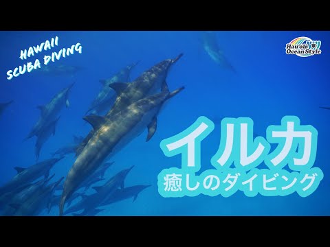 【イルカ・スピナードルフィンの群れと極上ダイビング！】コロナ自粛中に綺麗になったハワイの海！Scuba Diving with Spinner Dolphin in Hawaii