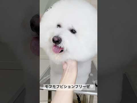 あれ…モフモフすぎて耳がなくなっちゃった😳ビションフリーゼ🤍#Bichon #grooming #dog #cute #fouyou #puppy #犬 #可愛い #ビションフリーゼ