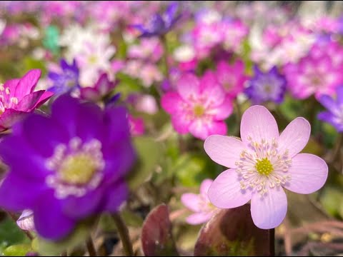 雪割草のちもと。28日、佐渡真野の「雪割草のちもと」を訪ねました。春を告げる花🌸雪割草が見頃迎えました。ちもとさんは雪割草を育てて40年、数を尋ねたら、8000くらいと答えていただきました。