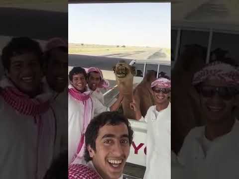 Funny video of Camel.