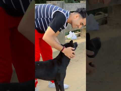 Mera Yaar ❤️ | Dog Lovers #shorts #trending #bollywood