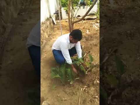 #gardeningvideos #gardening #gardeninglovers #saveenvironment #savelife #shorts