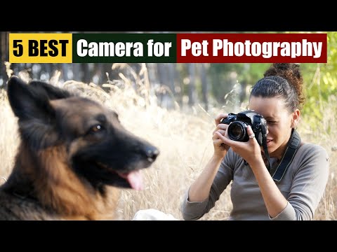 Best Camera for Pet Photography of 2024