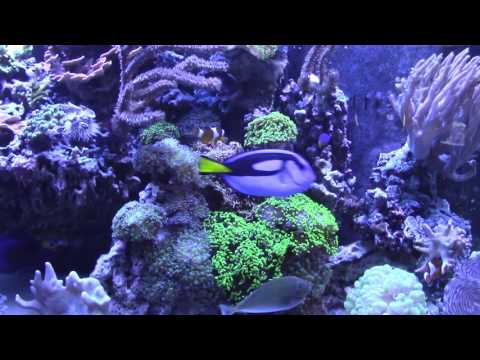 No Ich and New hybrid dottyback (Reef Vlog 6-10-16)