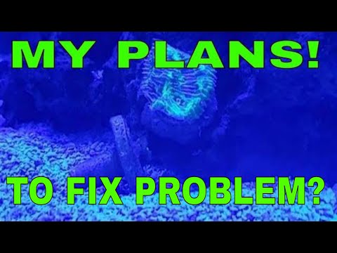 What are my plans to fix aquarium problem