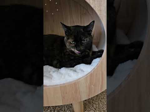 Cat House for Indoor Cats - Cat Bed House #cathouse #viralvideo