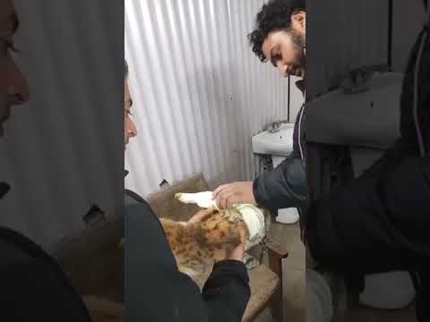 Medical sorbatti zeeray elaaz 🐈 cat Damper k neechay aye ISI tarah se koi bhi Janwar aapko .