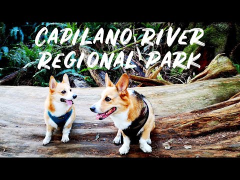 Capilano River Regional Park - Dog Friendly Hike in North Vancouver (Cinematic)