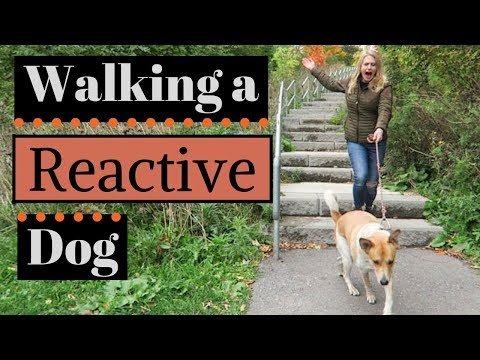 How to Calm a Reactive Dog