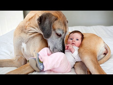 Great Dane and Baby Compilation