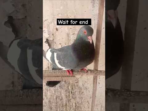 Senda kabutar #pigeon #shortvideo #shorts #viralvideo