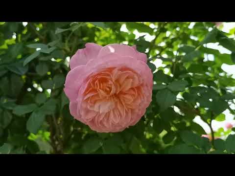 郑州西流湖月季花开，三环内最美赏花地，非它莫属