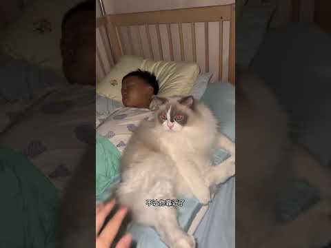 当我把猫从孩子身边赶走，它不淡定了… #猫咪和孩子感情能有多好