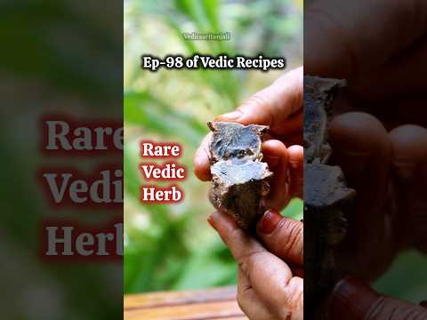 Ep-98 of Vedic Recipes (काली हल्दी/Black Turmeric/ Rare Ayurveda herb #shorts #ytshorts