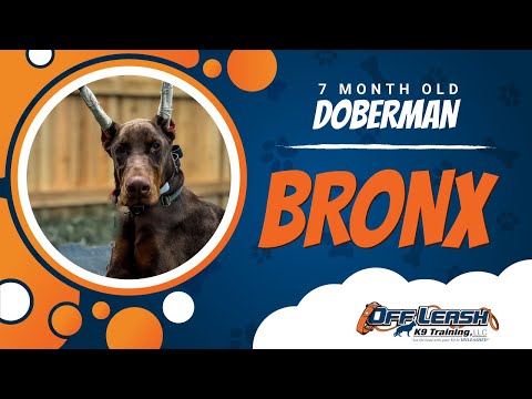 Doberman, 7 Month Old, Bronx | Best Dog Trainers Northern VA | Off Leash K9