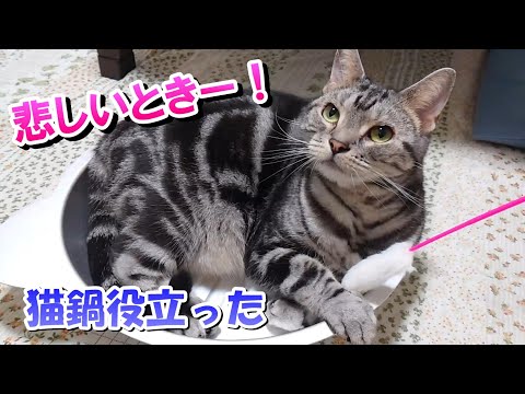 悲しい時ー！９月下旬の猫（アメリカンショートヘア）