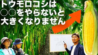 【図解】とうもろこしはどのように育っているのか【都市伝説?!】