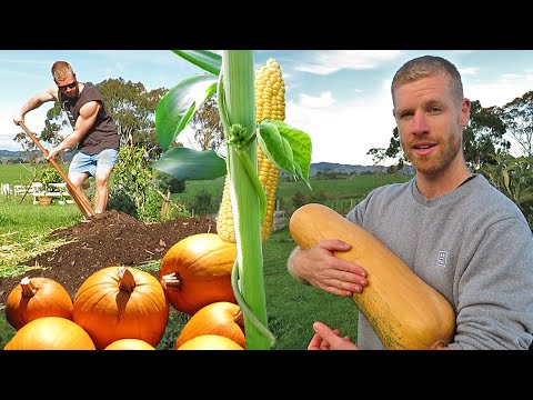 Growing a NO DIG Garden from START TO FINISH - Growth and Harvests Over 5 Months