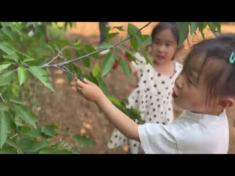 带核桃体验樱桃采摘的快乐，实现樱桃自由～#吃樱桃的季节