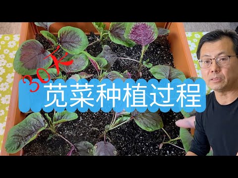 30天花盆种红苋菜，从种子到成菜的整个过程，实战种植技术分享