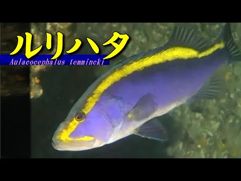 [ Goldribbon soapfish ] Aulacocephalus temmincki