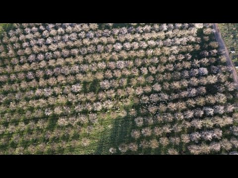 Manage Weeds on Your Farm: Soil Health at Burroughs Family Orchards