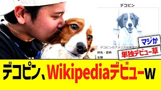 デコピン、Wikipediaデビューするww