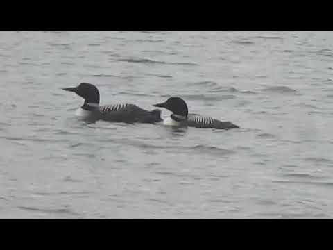 Loon Family