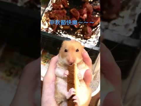 可愛倉鼠🐹黃金鼠。中秋節快樂～你吃烤肉我吃麵包🥯