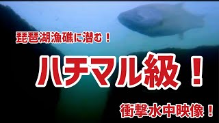 【衝撃水中映像】LAKE BIWA UNDER WATER 漁礁＆取水塔に群がる大量の小魚＆バス