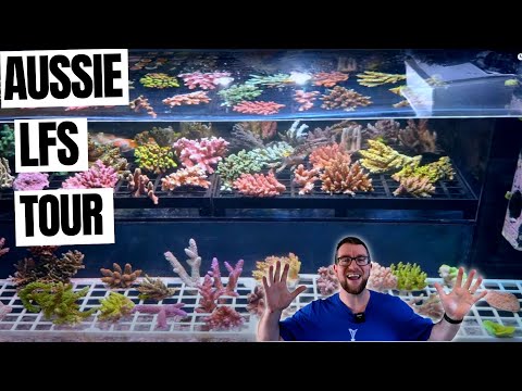 Aussie reef store walk through, SPS, LPS, Fish and more!