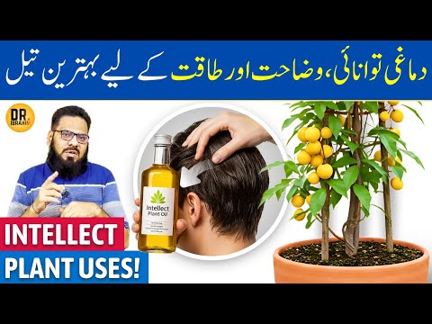 Malkangni Ke Beej/Oil Ke Fayde | Intellect Tree Oil Benefits | Jyotishmati | Dr. Ibrahim