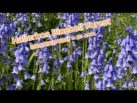 Hallerbos Forest day trip for bluebell flowers on 4-23-2024 / 到 Halle 小鎮的 Hallerbos 森林欣賞風鈴草花