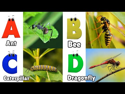 A to Z Insects Song | Insects Alphabet Song for Kids | Phonics for Kids | Alphabet Letters