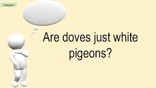 Are Doves Just White Pigeons?