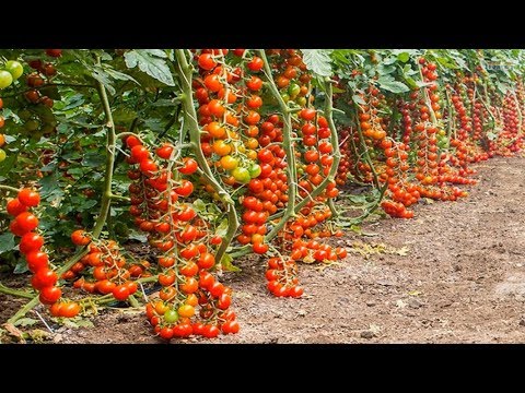 Growing Tomatoes Greenhouse in Europe - Amazing Agriculture Technology