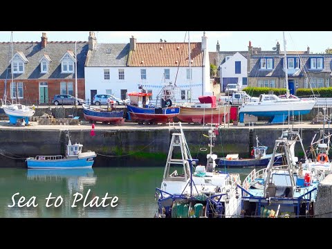 SUB|Scotland UK vlog|Scottish Langoustine from fishing boat|How to cook|Sea Urchin Sushi| Mid summer