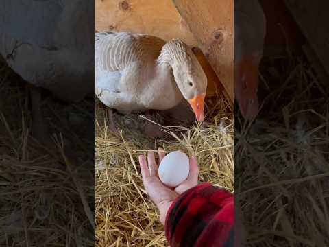 Goofy goose lays an egg! #broodyhen #geese #goose #duck #egg #layingegg #chicken