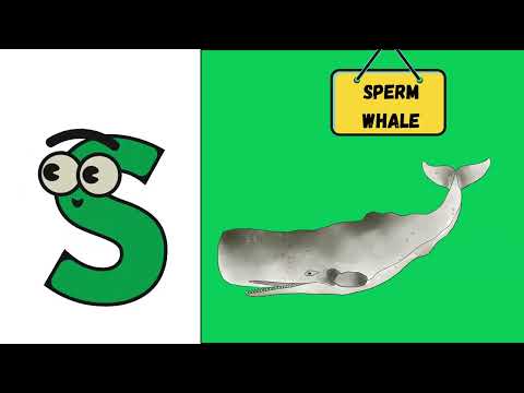 ABC Whale Song 🐋 | Learn A to Z Whales | Fun Kids Ocean Learning Song | #abcd #kids