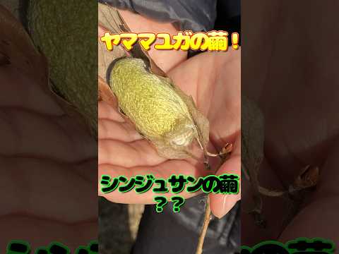 クリスマス前でも虫さんいたー！！！！！ #昆虫 #虫#繭 #insects