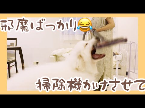 超大型犬とただ掃除機かけるだけ！重たすぎ件でございます😊