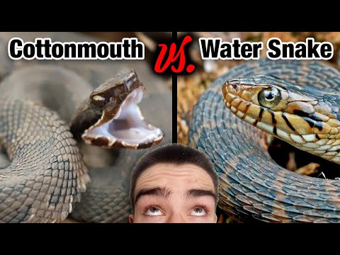 Florida Watersnake VS Florida Cottonmouth!