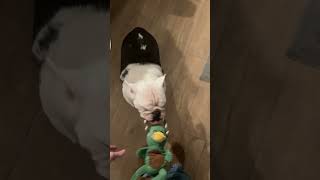 Santa Claus came to town for Nugget he’s a good boy #shorts #christmas #dogs #bulldog #adorable #toy