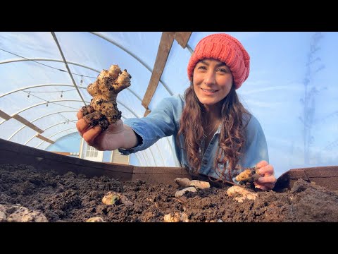 Planting Ginger- One of my Favorite Medicinal Roots and Don't Miss Out on our Offer!!!