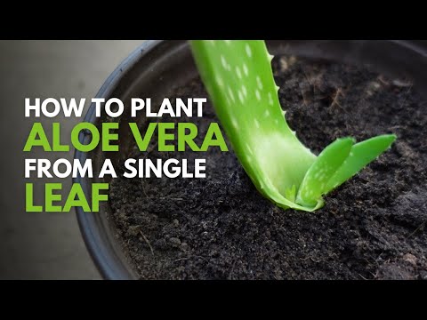 How To Plant Aloe vera From A Single Leaf