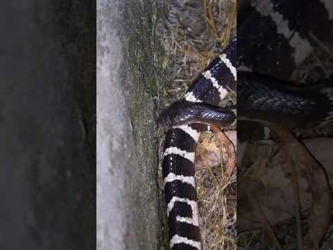 活躍的雨傘節!! This Many-banded Krait was Active!! #snake #herping #wildlife #nature