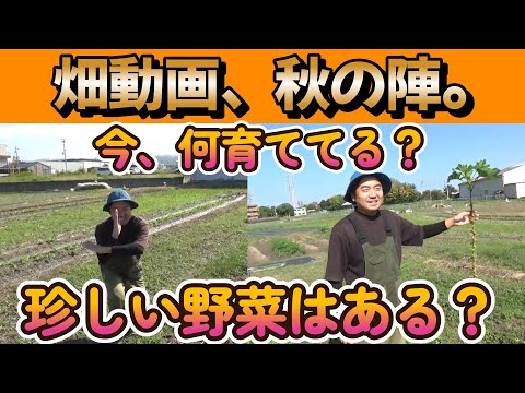 【家庭菜園】11月は何育ててる？明るく楽しく畑を散歩していきます。【農業初心者】【農業】【園芸】