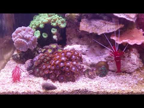 - Tony Nguyen 4 gallon office reef tank. 3-27-18