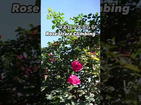 エレガントな庭を作るつるローズうらら Rose Urara Climbing⠀ピンクの秋花が咲いた。2024年12月7日⠀京成バラ園芸Keisei Rose Gardenのクライミングローズ