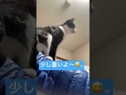 背中に乗るニャンコ。 #高評価 #ショート #cat #にゃー #ねこ動画